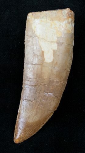 Great Carcharodontosaurus Tooth #12943